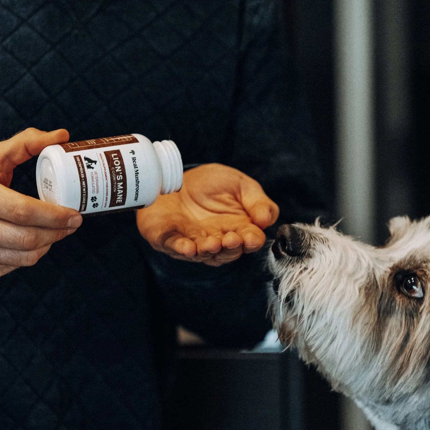Organic Lions Mane Extract Capsules for Pets